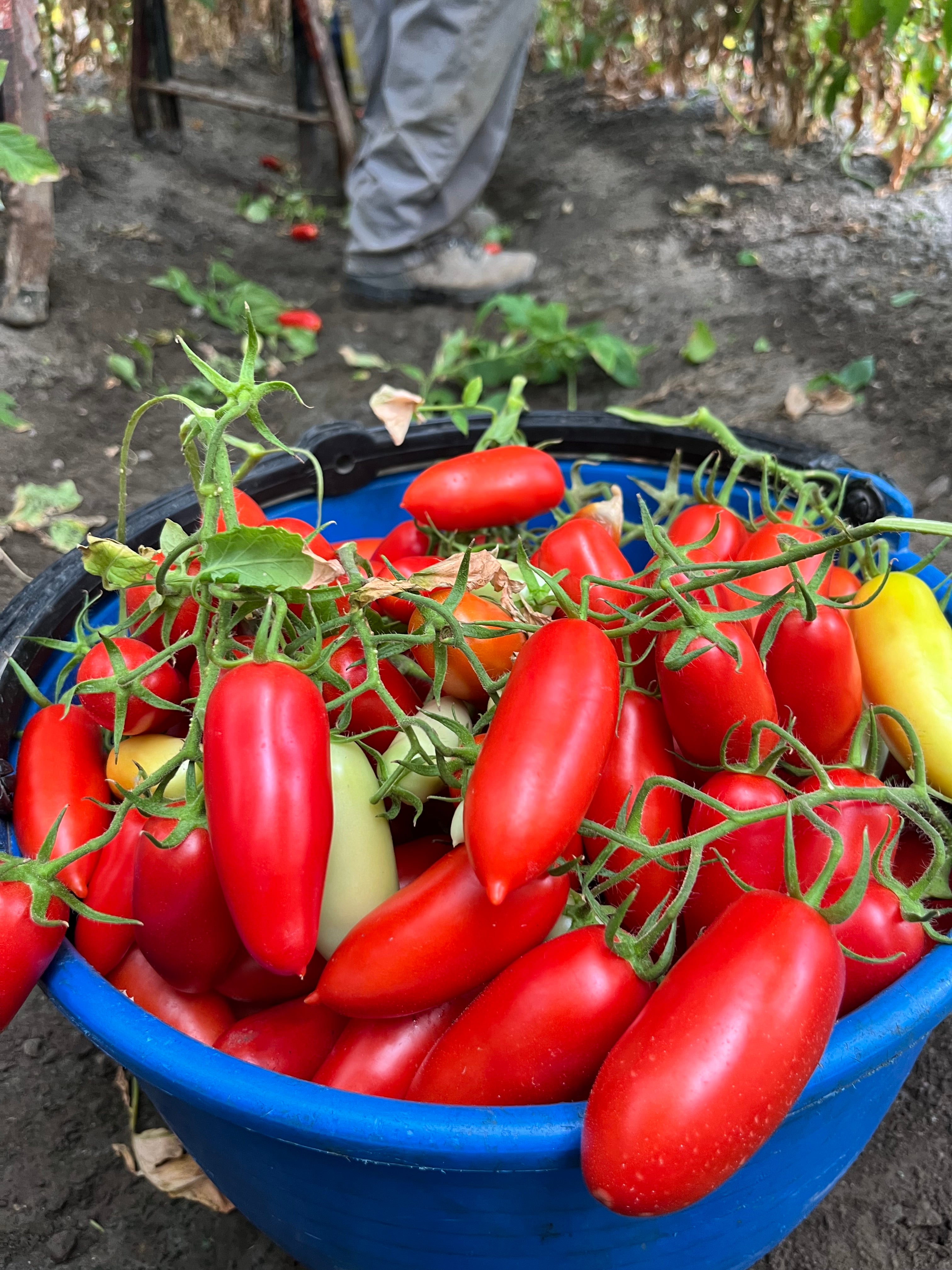 POMODORO SAN MARZANO DOP confezione da 12 latte da 400 gr