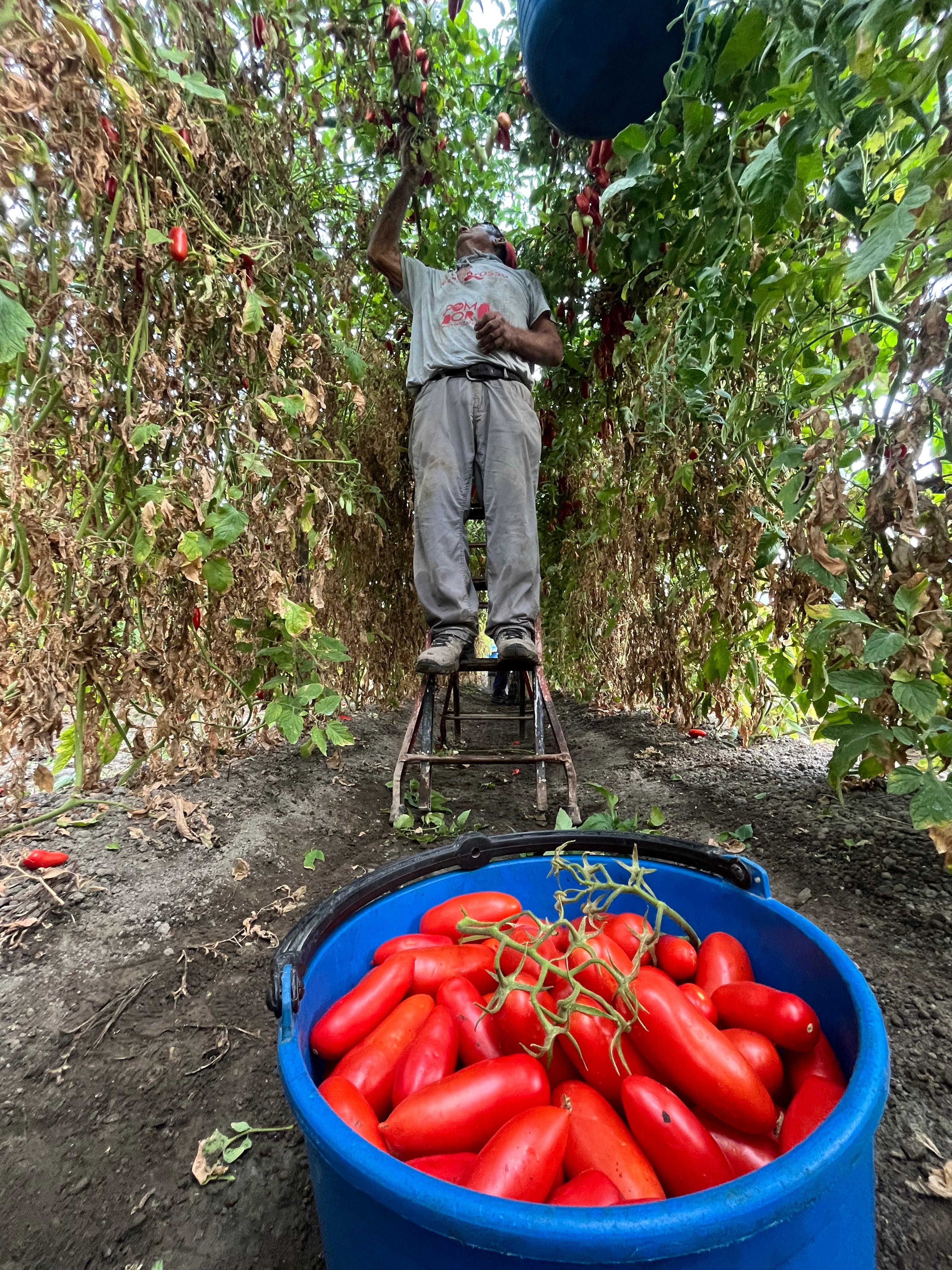 POMODORO SAN MARZANO DOP confezione da 12 latte da 400 gr