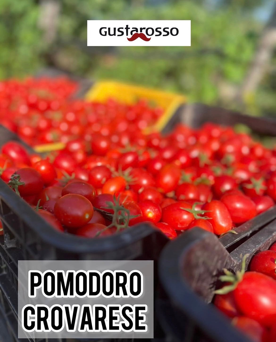 Pomodoro Crovarese - Vaso in vetro da 350 gr netti -confezione da 6 vasi