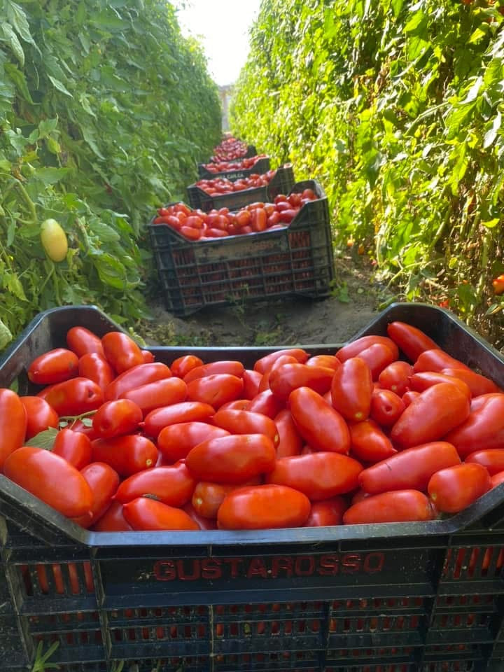 POMODORO SAN MARZANO DOP confezione da 12 latte da 400 gr