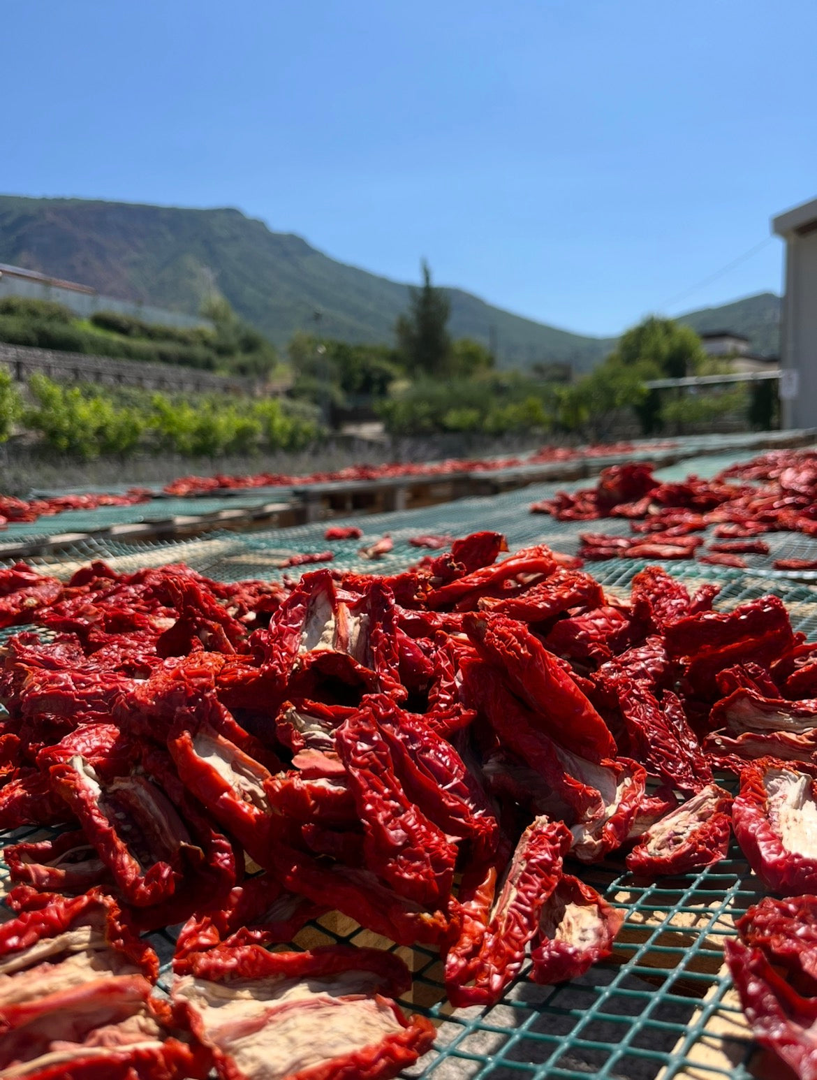 PESTATO di Pomodoro Lungo